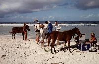 images/tahiti/_thb_1c teva 2.jpg